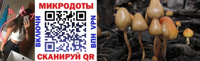 Купить закладки  Куровское  Галлюциногенные грибы MAGIC MUSHROOMS 